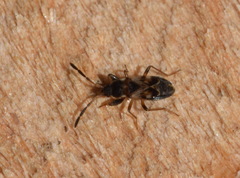 Scolopostethus thomsoni