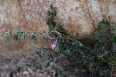 Indigofera pilgeriana