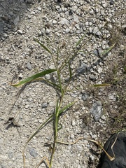 Panicum dichotomiflorum dichotomiflorum