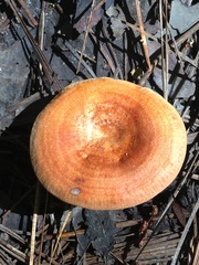 Lactarius peckii