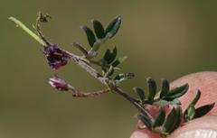 Indigofera pilgeriana