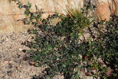 Indigofera pilgeriana