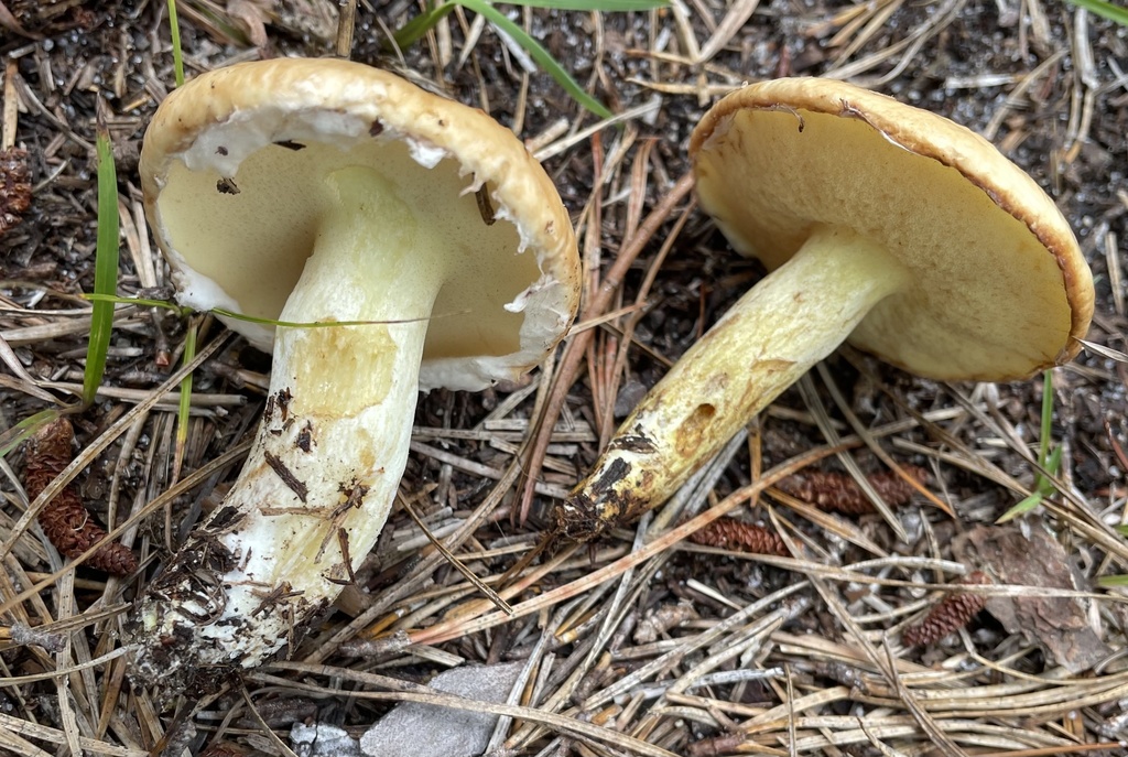 Suillus glandulosipes