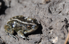 Pleurodema bufoninum