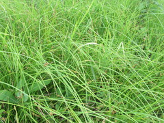 Carex tomentosa