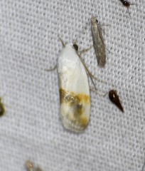 Ponometia virginalis