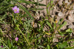 Calandrinia breweri