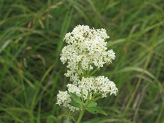 Galium rubioides