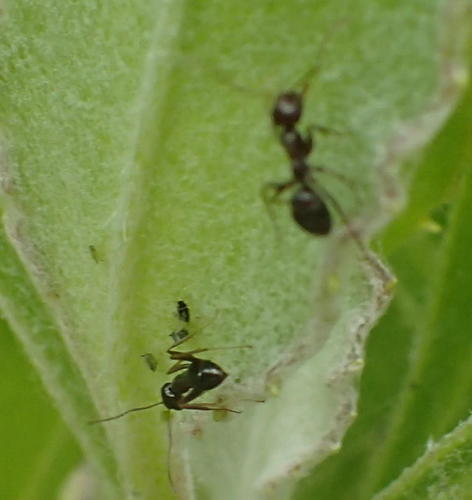 Small pugnacious ant photo 6