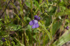 Neogaerrhinum strictum