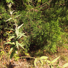 Lithospermum bejariense