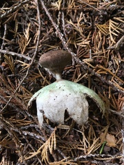 Geastrum pectinatum