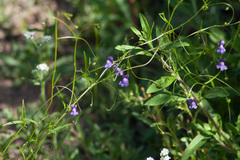 Neogaerrhinum strictum