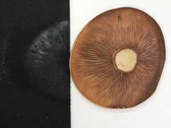 Lactarius peckii