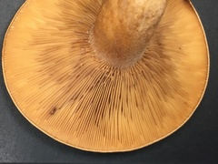 Lactarius peckii