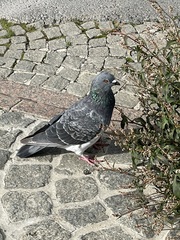 Columba livia