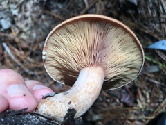 Lactarius peckii