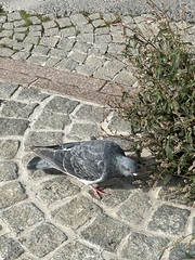 Columba livia
