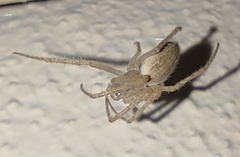 Larinia lineata