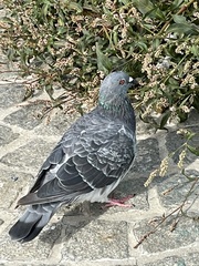 Columba livia