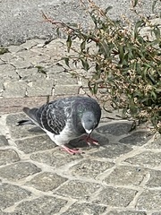 Columba livia