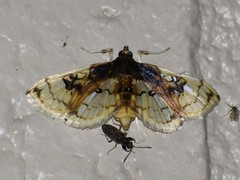 Compacta hirtalis