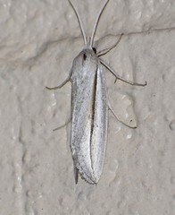 Doryodes tenuistriga