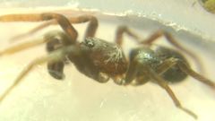Phrurolithus