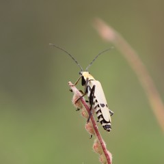 Chauliognathus misellus
