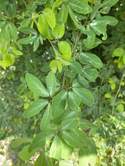 Pithecellobium dulce