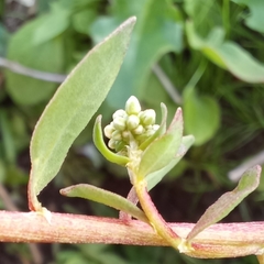 Corrigiola litoralis