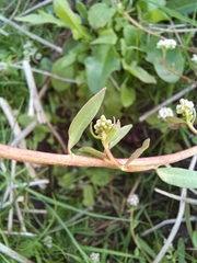 Corrigiola litoralis