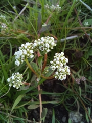 Corrigiola litoralis