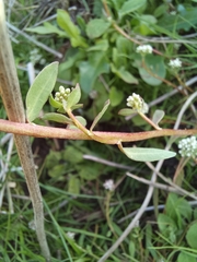 Corrigiola litoralis