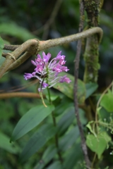 Epidendrum macdougallii