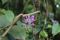 Epidendrum macdougallii