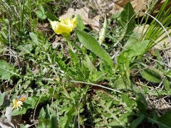 Oenothera triloba