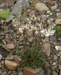 Silene paucifolia