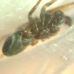 Phrurolithus