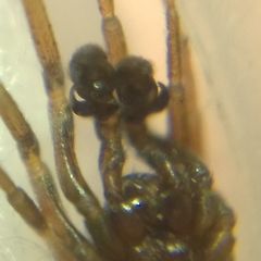 Phrurolithus