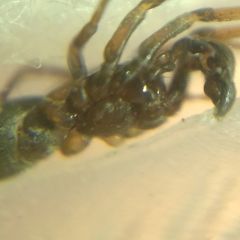 Phrurolithus