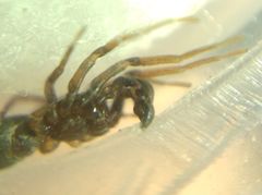 Phrurolithus