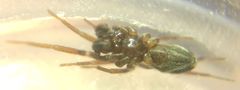 Phrurolithus