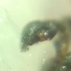 Phrurolithus