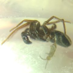 Phrurolithus
