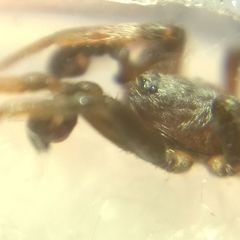 Phrurolithus