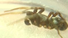 Phrurolithus