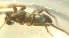 Phrurolithus