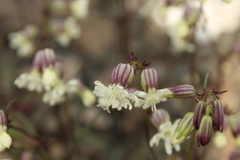 Silene paucifolia