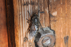 Hybomitra bimaculata